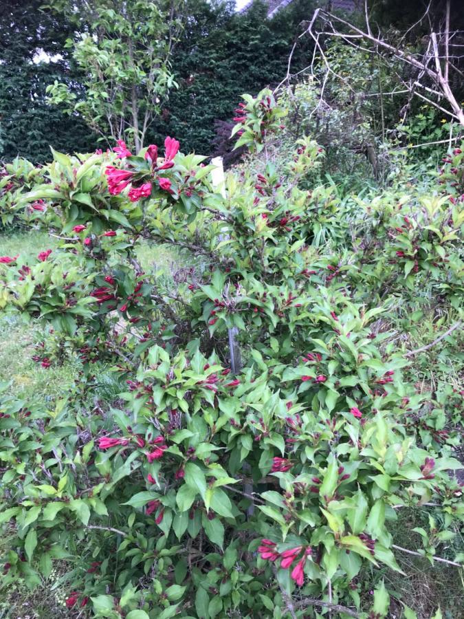Appart Les Cerises Entre Strasbourg Et Haguenau Bischwiller Bagian luar foto